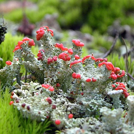 Cladonia coccifera