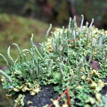 cladonia coniocraea