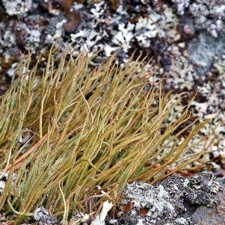 Cladonia cornuta ssp. cornuta)