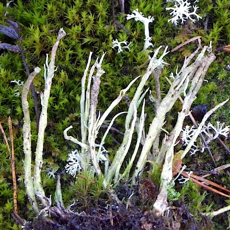 Cladonia cornuta ssp. cornuta)
