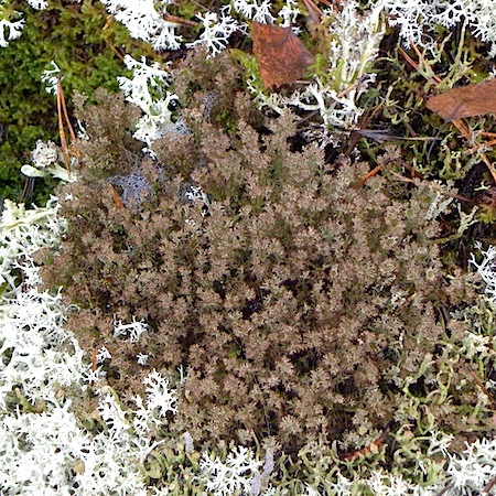 Cladonia crispata