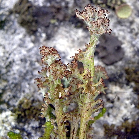 Cladonia crispata