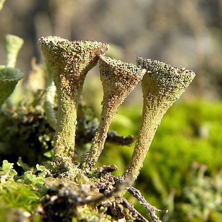 cladonia cryptochlorophaea