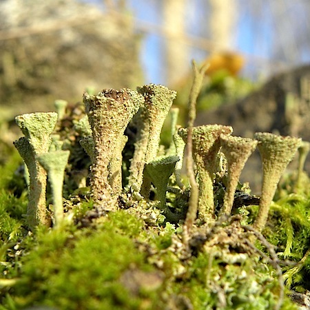 cladonia cryptochlorophaea