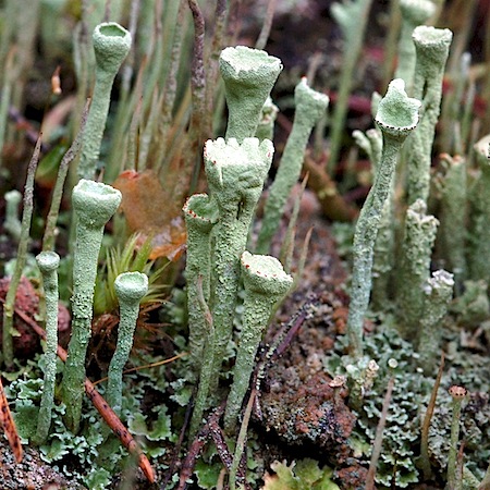 cladonia deformis