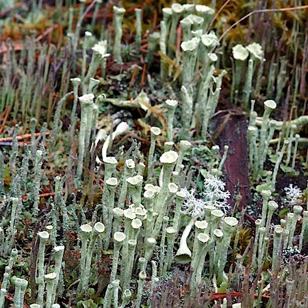 cladonia deformis