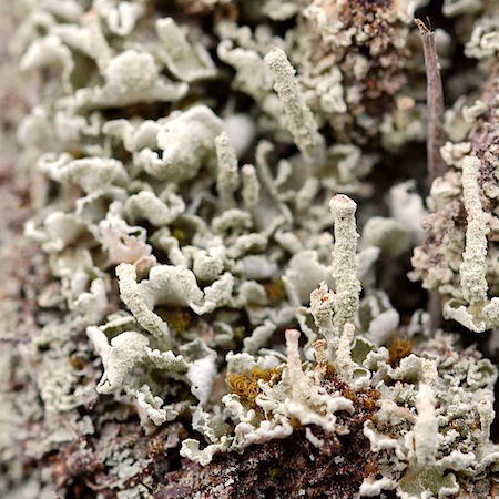 cladonia digitata