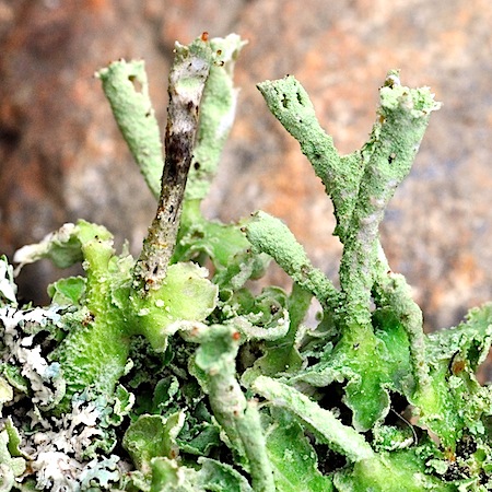 cladonia digitata