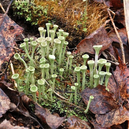 Cladonia fimbriata