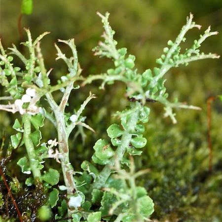 cladonia furcata