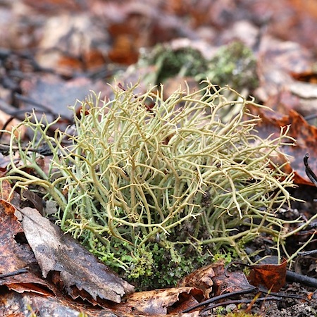 cladonia furcata