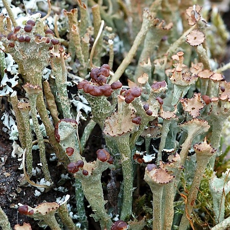 Cladonia gracilis ssp. turbinata)
