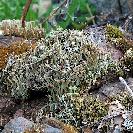 Cladonia gracilis ssp. turbinata