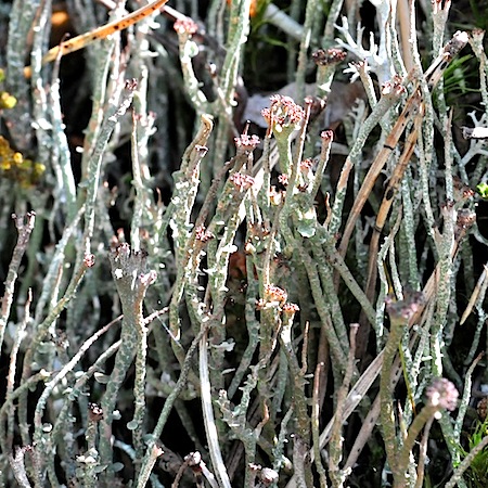 Cladonia gracilis ssp. gracilis)