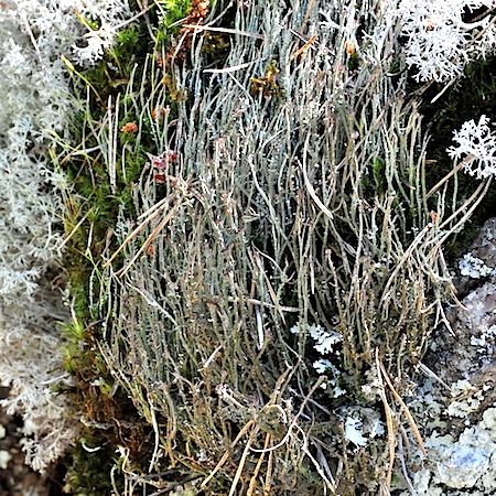 Cladonia gracilis ssp. gracilis)