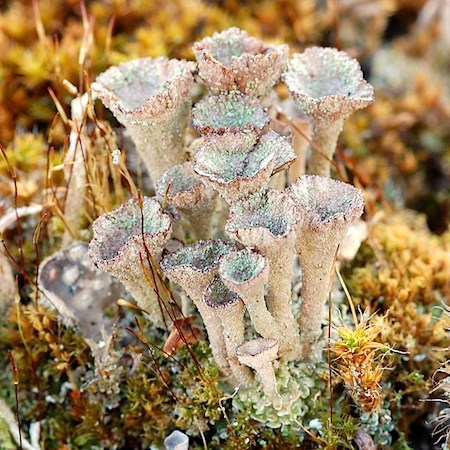 cladonia grayi