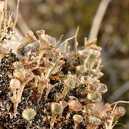 cladonia grayi