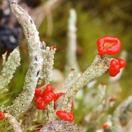 Cladonia macilenta