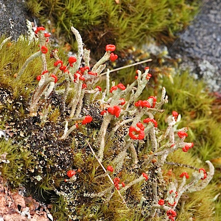Cladonia macilenta