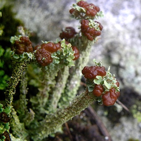 Cladonia macrophylla