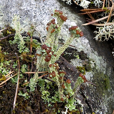 Cladonia macrophylla