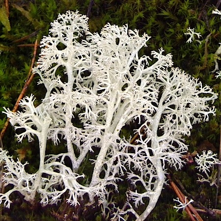 Cladonia mitis