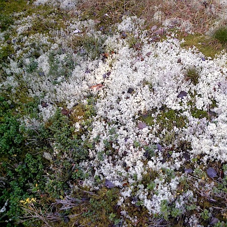 Cladonia mitis