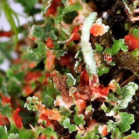 Cladonia norvegica