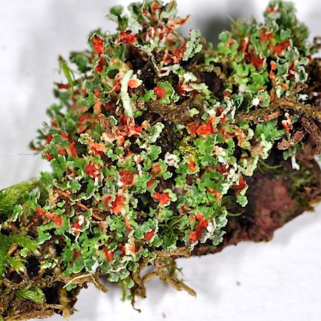 Cladonia norvegica
