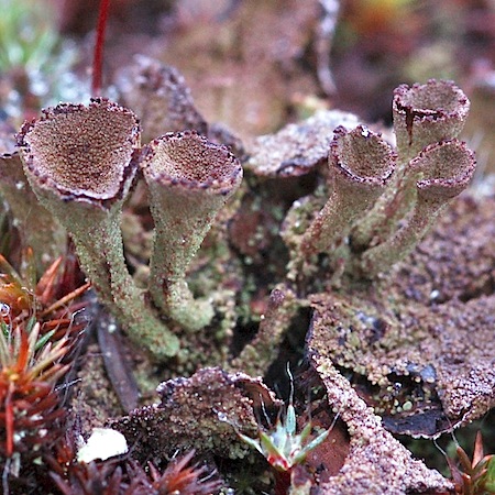 Cladonia novochlorophaea