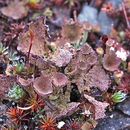 Cladonia novochlorophaea
