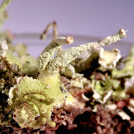 cladonia coniocraea