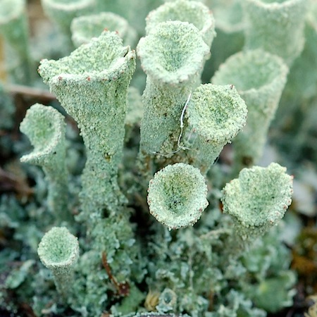 Cladonia pleurota