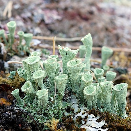 Cladonia pleurota