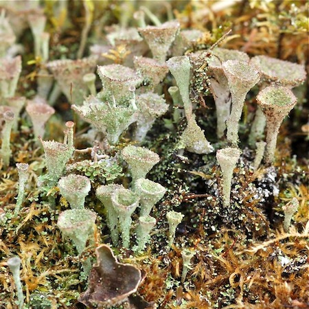 Cladonia pyxidata