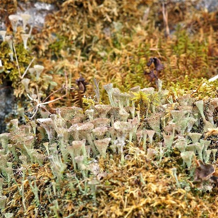 Cladonia pyxidata