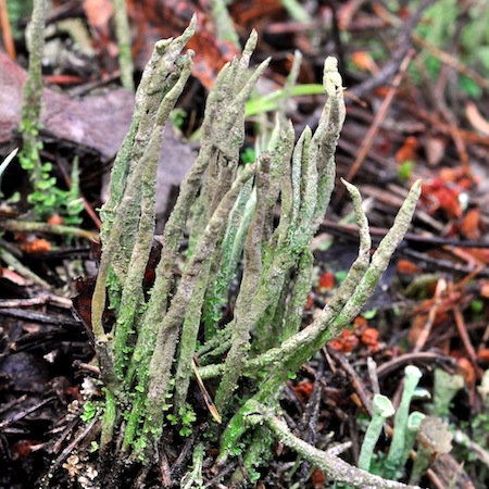 Cladonia rei