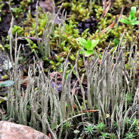 Cladonia rei