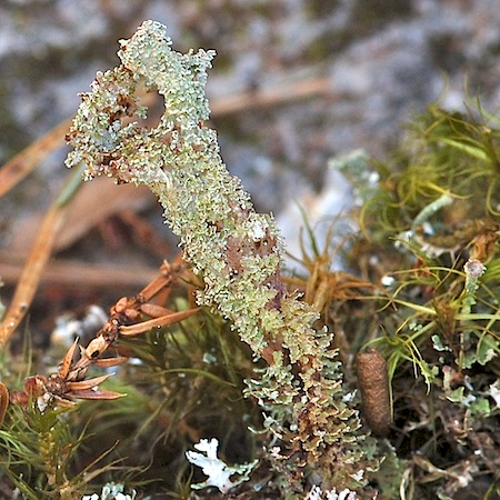 Cladonia squamosa