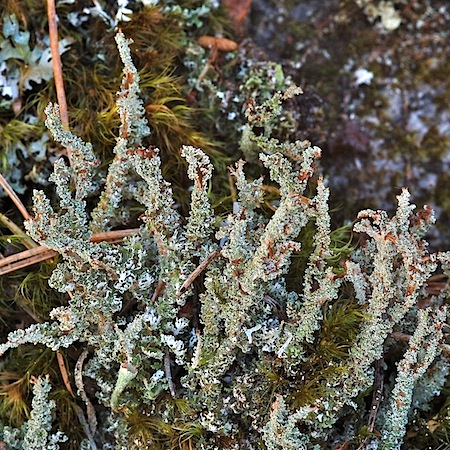 Cladonia squamosa