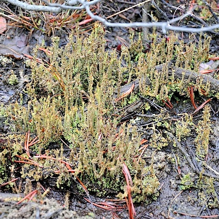 Cladonia squamosa