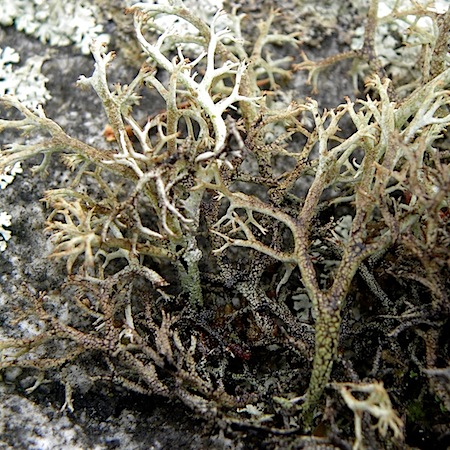 Cladonia stygia