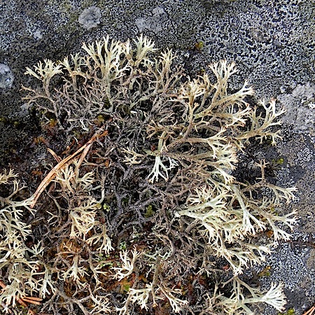 Cladonia stygia