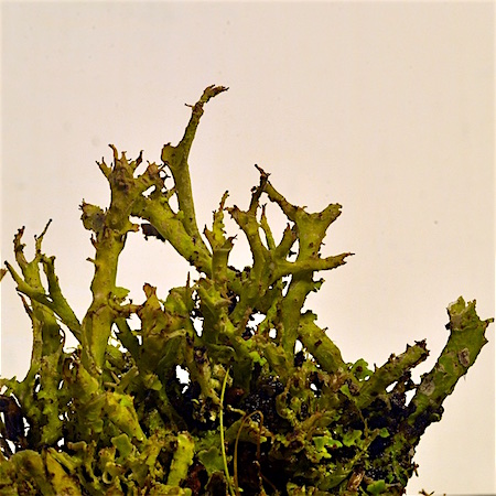Cladonia subfurcata