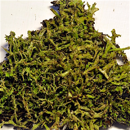 Cladonia subfurcata