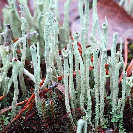 Cladonia subulata