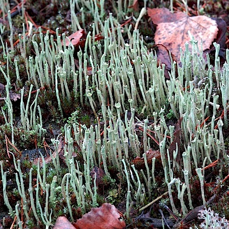 Cladonia subulata