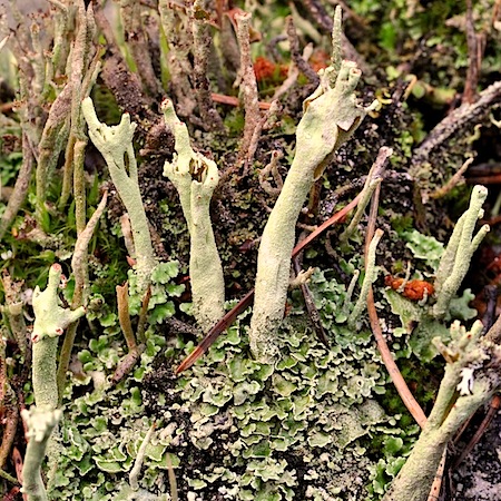 cladonia sulphurina