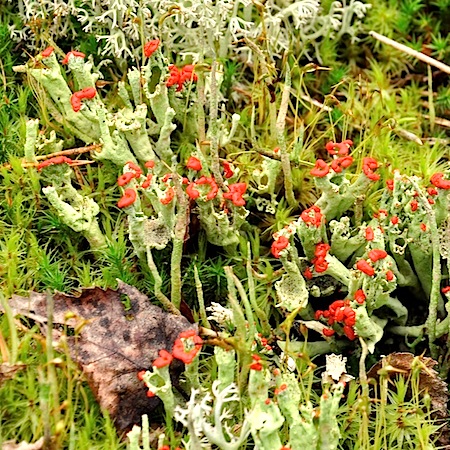 cladonia sulphurina