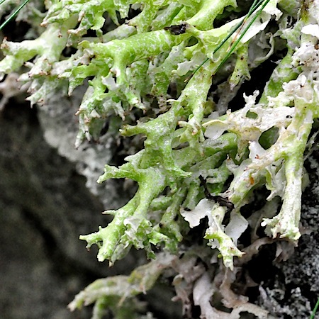 Cladonia turgida